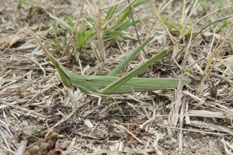 Acrida ungarica - sisakos sáska