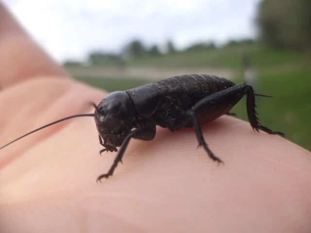 Gryllus campestris - mezei tücsök