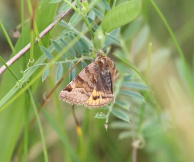 Euclidia glyphica - közönséges nappalibagoly