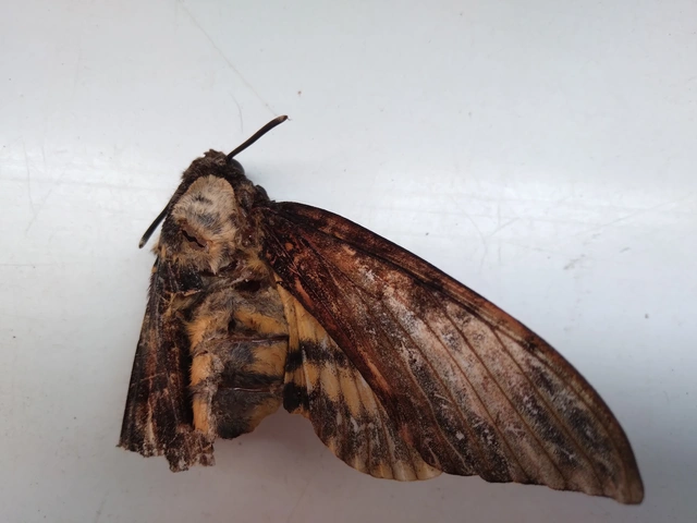 Acherontia atropos - halálfejes lepke