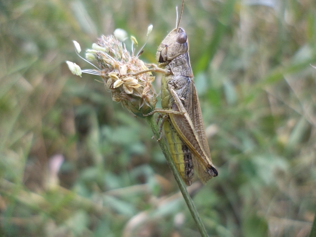 Pseudochorthippus parallelus - közönséges rétisáska Pseudochorthippus parallelus - közönséges rétisáska