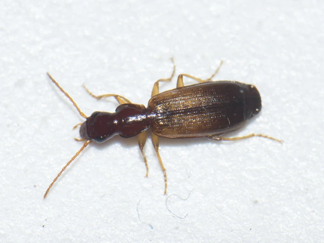 Paradromius linearis - karcsú kéregfutó