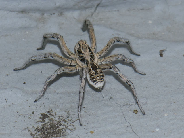 Geolycosa vultuosa - pokoli cselőpók