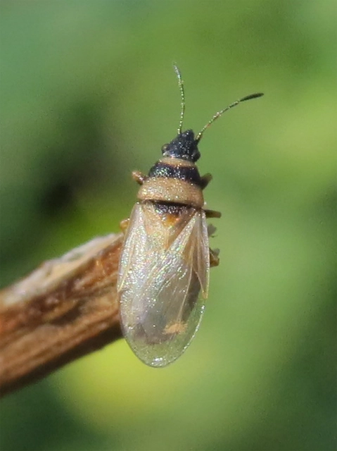 Oxycarenus pallens - fakó bodobács