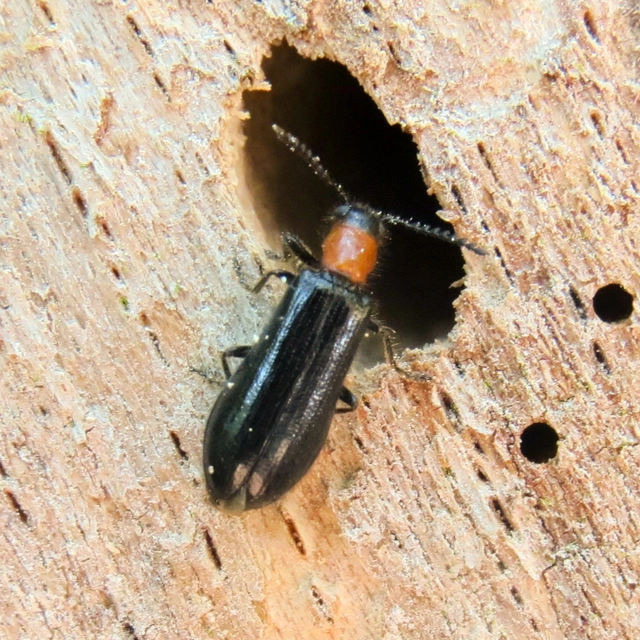Tillus elongatus - fekete szúfarkas