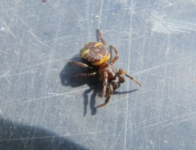 Asagena phalerata