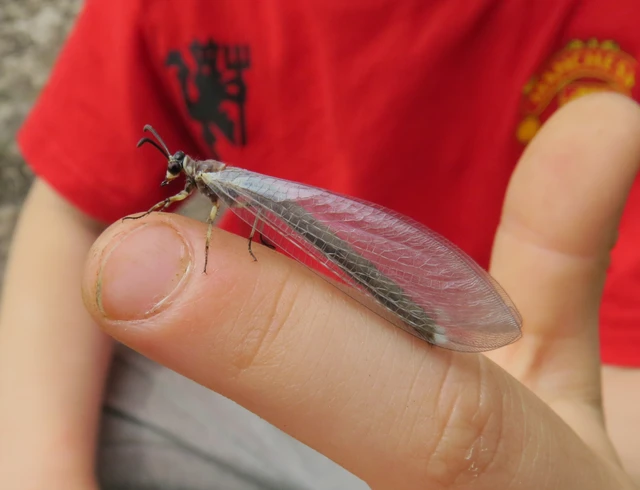 Myrmeleon formicarius - erdei hangyaleső