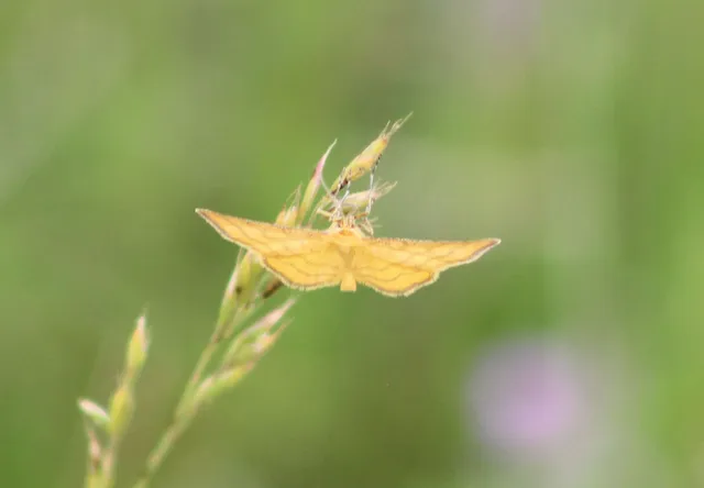 Idaea aureolaria - aranyos sávosaraszoló