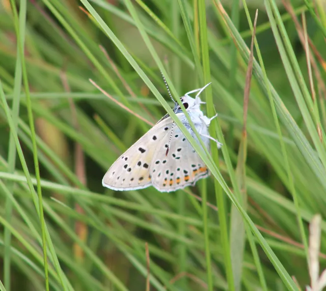 Lycaena alciphron - ibolyás tűzlepke