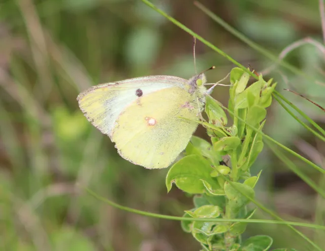 Colias hyale - kéneslepke