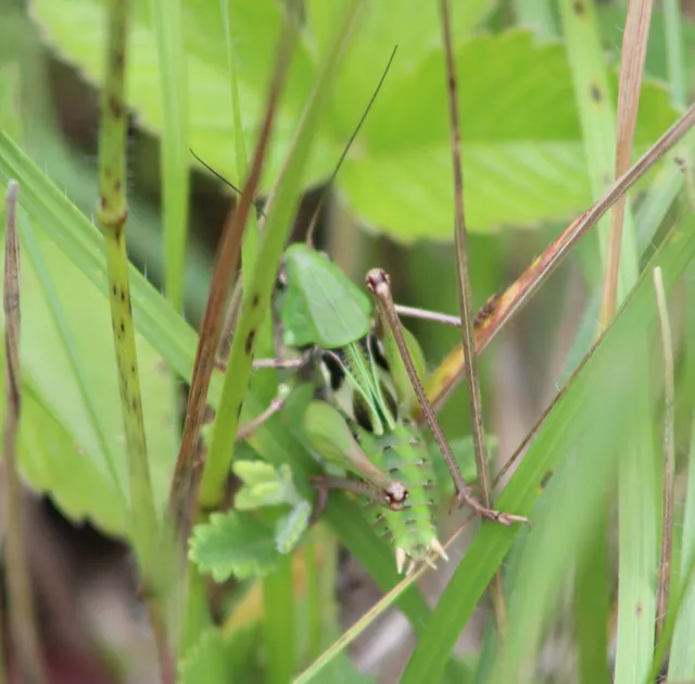 Decticus verrucivorus - szemölcsevő szöcske