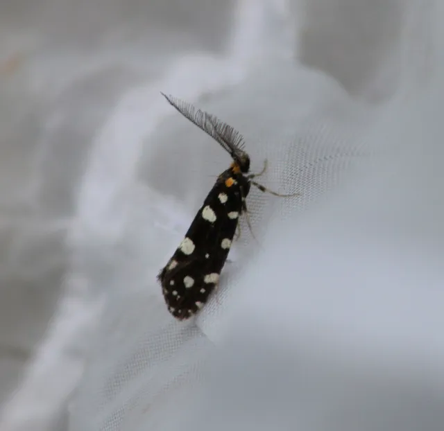 Euplocamus anthracinalis - fésűscsápú korhadékmoly