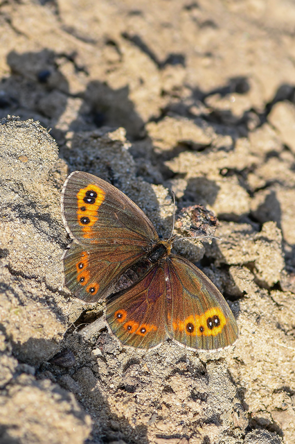 Erebia aethiops - közönséges szerecsenlepke