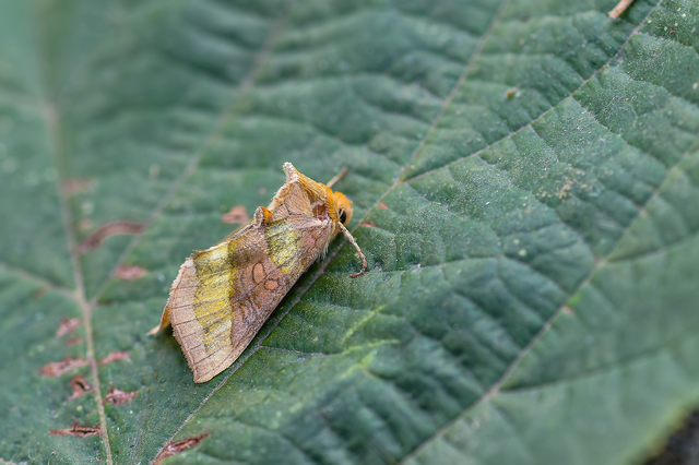 Diachrysia chrysitis - aranybagoly