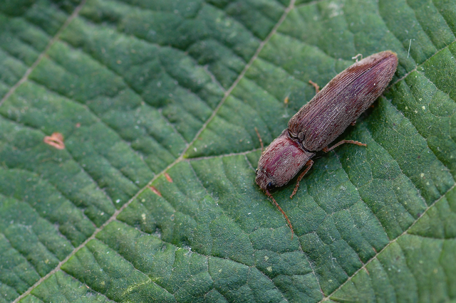 Stenagostus rhombeus - rombusznyakú pattanó