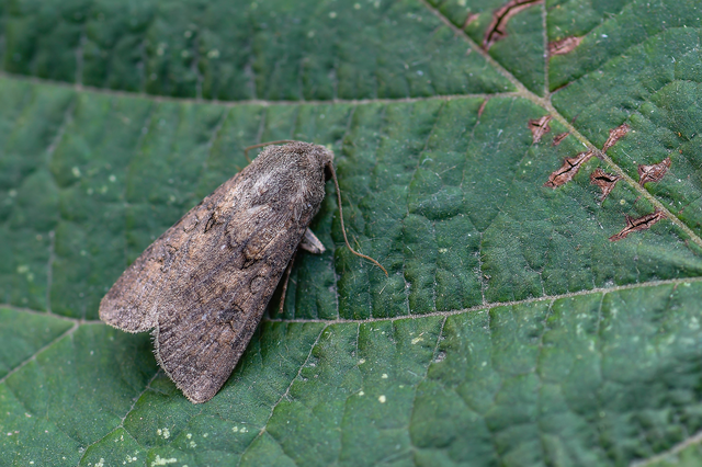 Agrotis segetum - vetési földibagoly