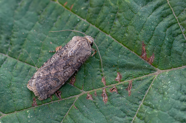 Agrotis segetum - vetési földibagoly