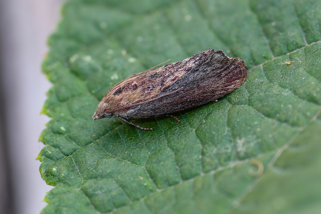 Galleria mellonella - nagy viaszmoly