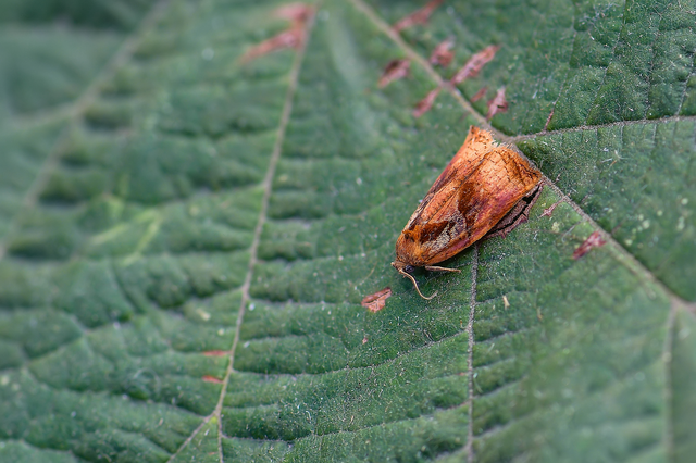 Archips podana - dudvarágó sodrómoly