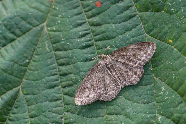Ectropis crepuscularia - avararaszoló