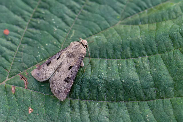 Agrotis exclamationis - felkiáltójeles földibagoly