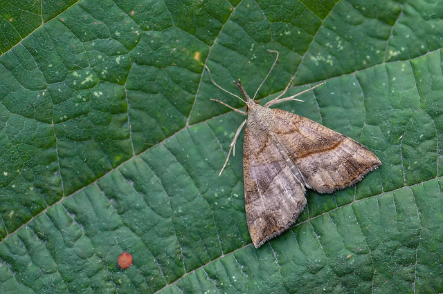Hypena proboscidalis - ormányos karcsúbagoly