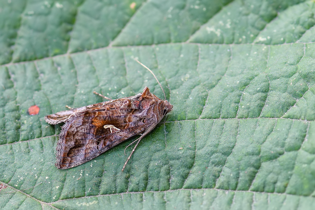 Autographa gamma - gammalepke