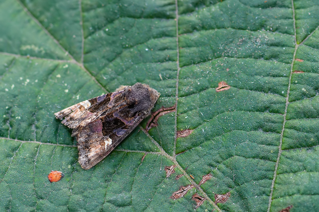Euplexia lucipara - szeder-csipkésbagoly