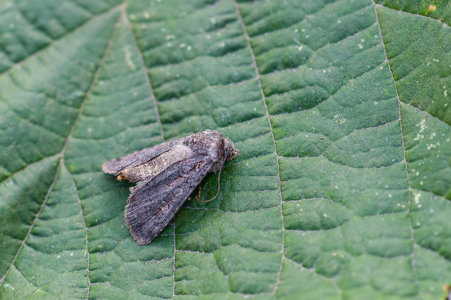 Euxoa nigricans - feketés földibagoly