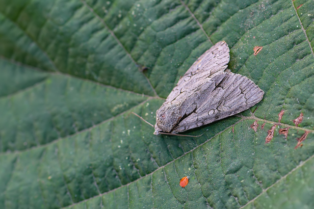 Acronicta cuspis/tridens/psi