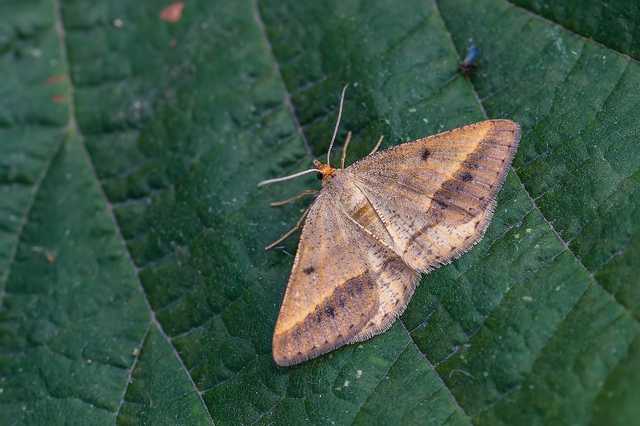 Tephrina arenacearia - lucerna-araszoló