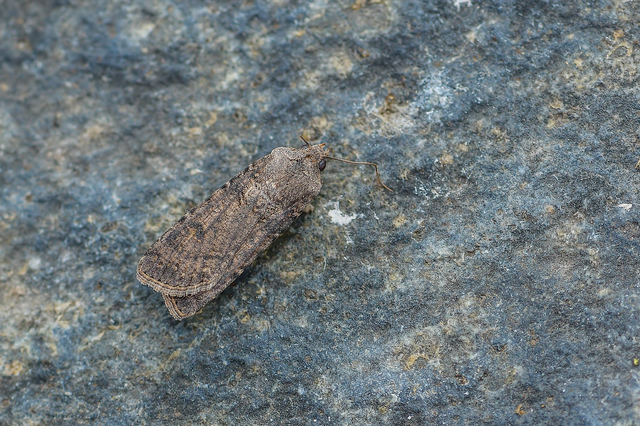 Agrotis segetum - vetési földibagoly