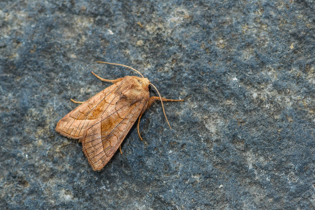 Hydraecia micacea - csillogó acsalapubagoly