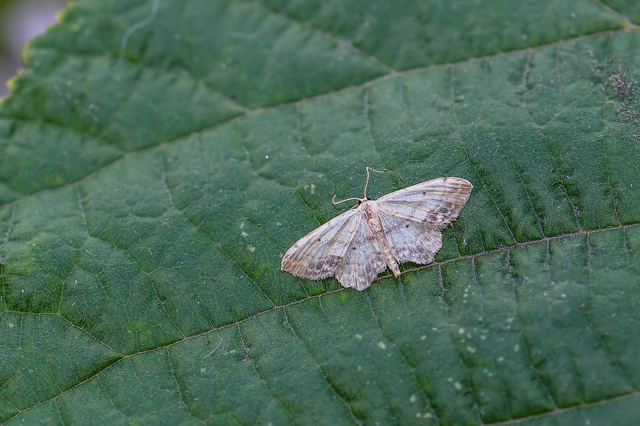 Idaea dimidiata - gyakori apróaraszoló