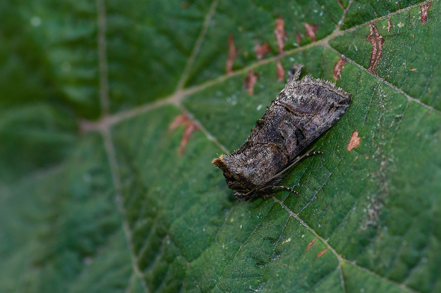 Abrostola tripartita - szürkeövű csalánbagoly