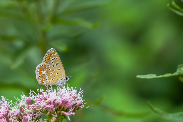 Polyommatus icarus - közönséges boglárka