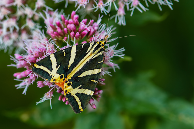 Euplagia quadripunctaria - csíkos medvelepke