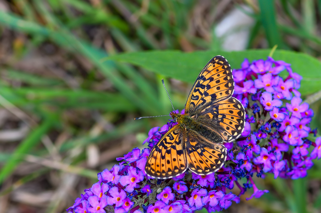 Boloria euphrosyne - árvácska-gyöngyházlepke