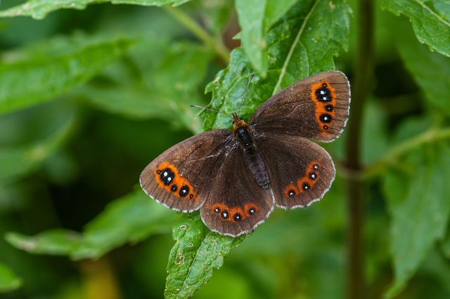 Erebia aethiops - közönséges szerecsenlepke