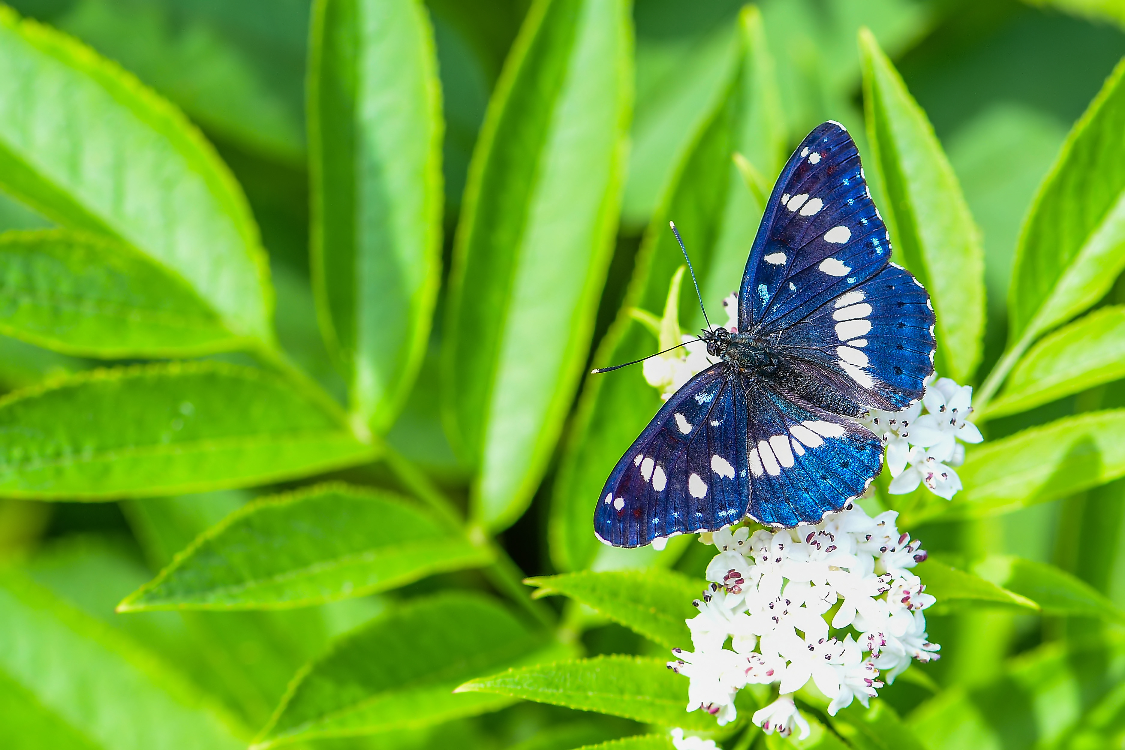 Limenitis reducta - kék lonclepke