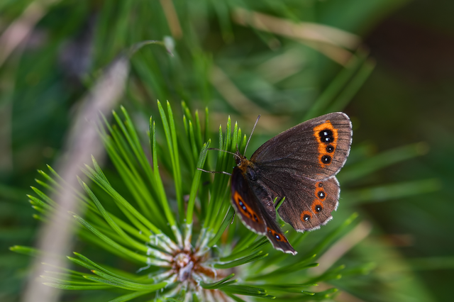 Erebia aethiops - közönséges szerecsenlepke