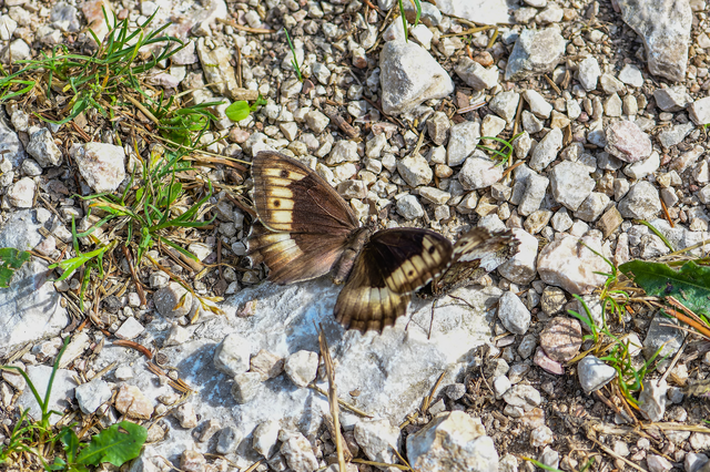 Hipparchia alcyone - hegyi szemeslepke