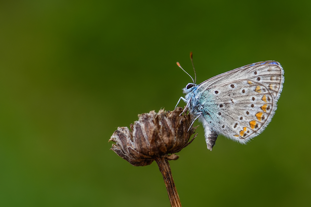 Polyommatus icarus - közönséges boglárka