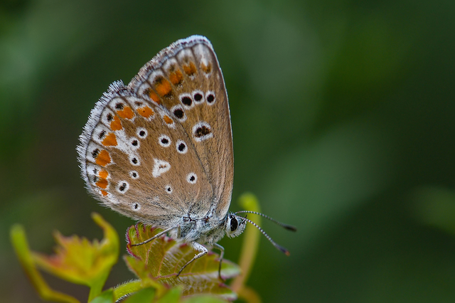 Polyommatus dorylas - fénylő boglárka