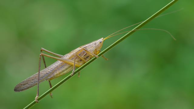 Ruspolia nitidula - nagy kúpfejűszöcske