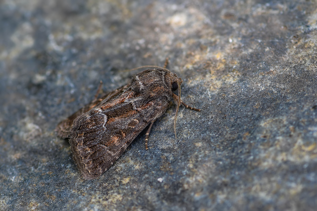 Thalpophila matura - fakó erdeibagoly