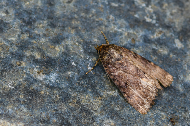 Amphipyra berbera/pyramidea