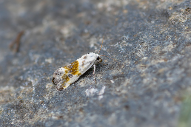 Ponometia candefacta - parlagfűbagoly