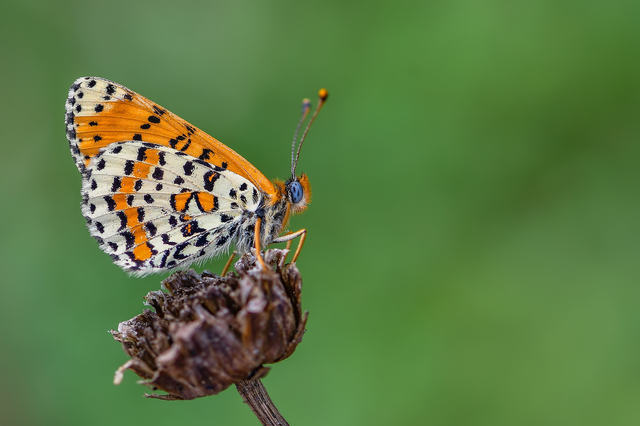 Melitaea didyma - tüzes tarkalepke