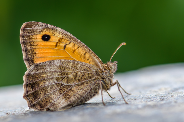 Arethusana arethusa - közönséges szemeslepke